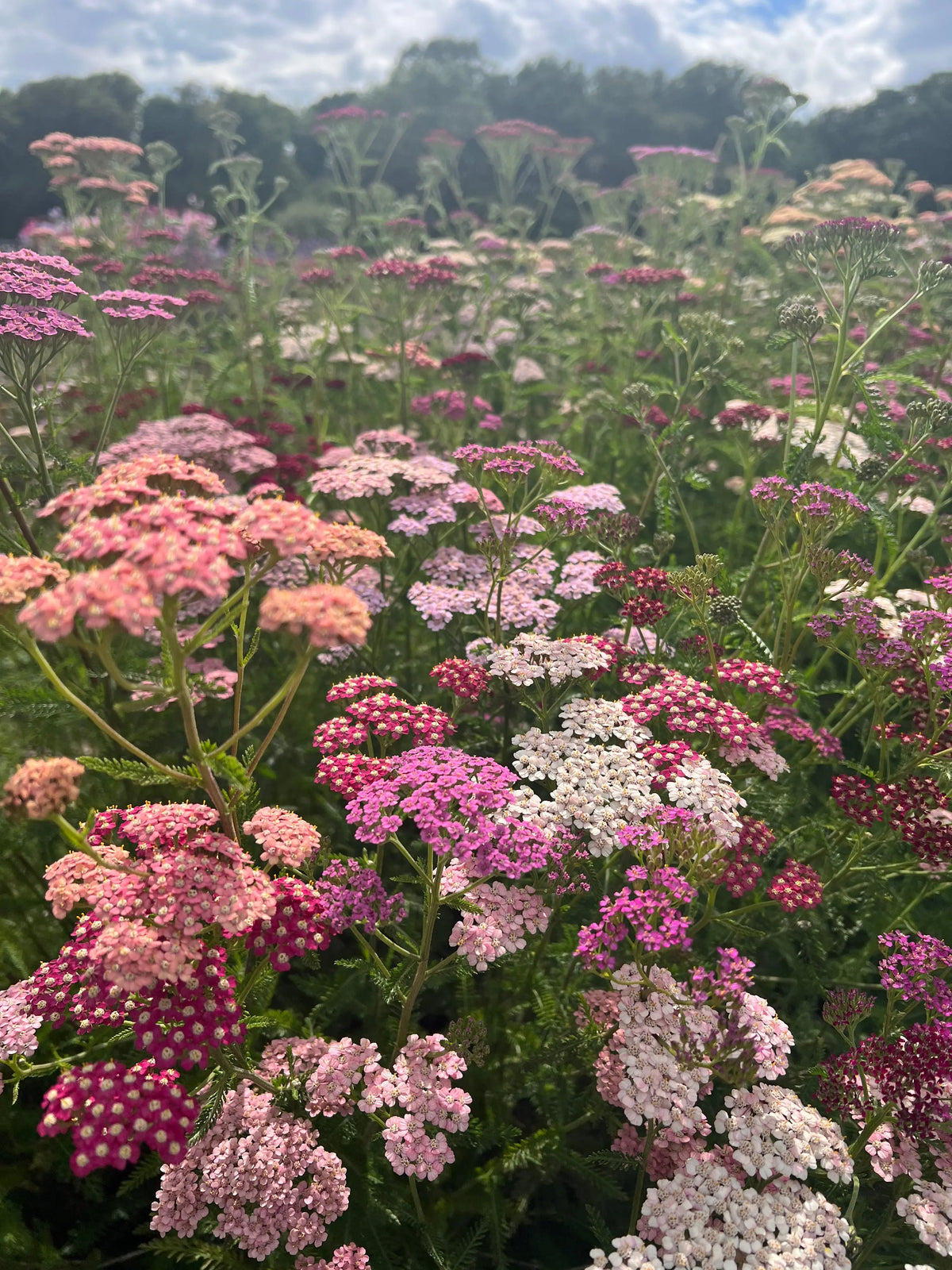 Pink, white and magenta Achillea Pastel Mixed with trees behind