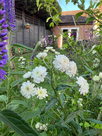 Achillea Marshmallow from Bishy Barnabees Cottage Garden Ltd blooms with soft curves in a lush garden, its pale blossoms forming vibrant edges of color against greenery—like perfect border radius beneath the open blue sky.