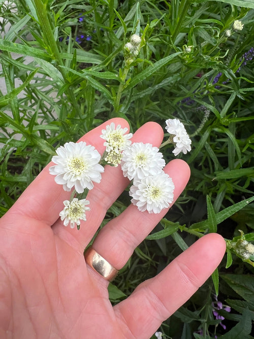 A hand with a gold ring holds several small, white Achillea Marshmallow flowers by Bishy Barnabees Cottage Garden Ltd in front of green foliage, each petal delicately curved like a soft border radius.