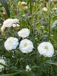 Achillea Marshmallow by Bishy Barnabees Cottage Garden Ltd features white, double blooms with layered petals on green stems, accented by pointed leaves and buds—like a well-structured CSS details element in a pristine garden.
