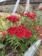 Close-up of red Achillea Rubra Red flowers with yellow centres