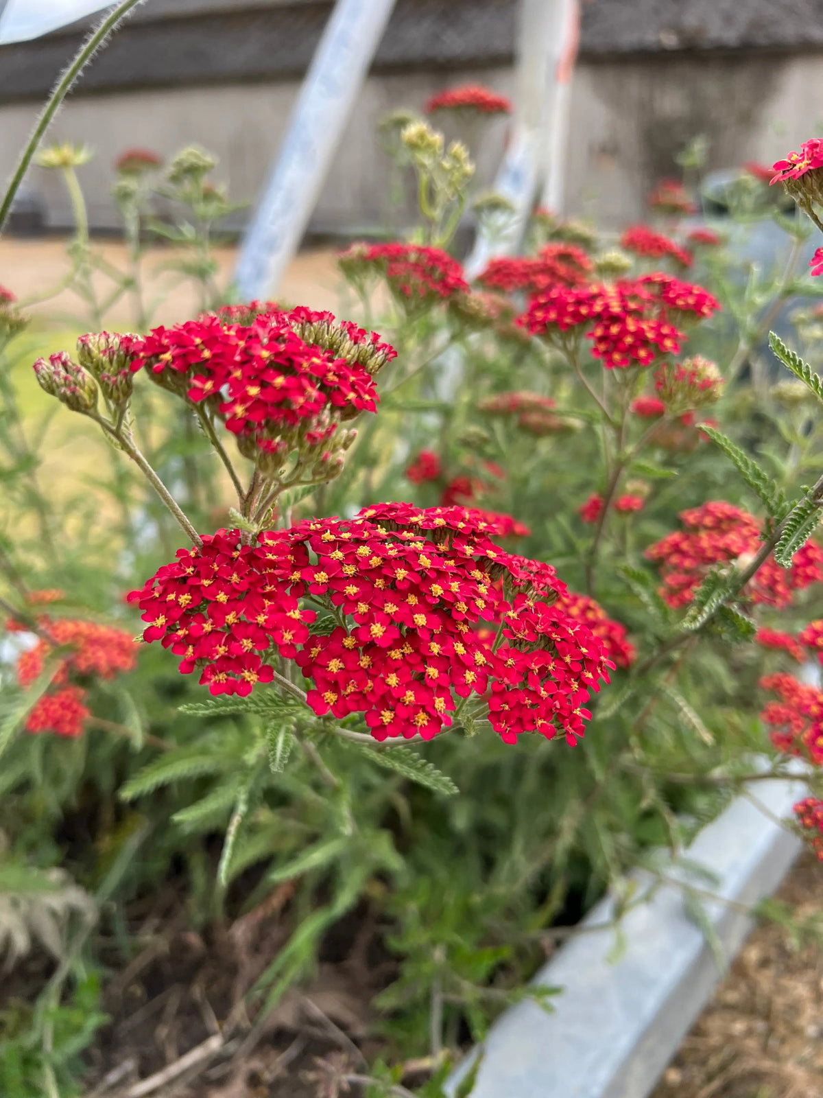 Close-up of red Achillea Rubra Red flowers with yellow centres