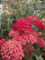 Clusters of bright red Achillea Rubra Red with fern-like foliage