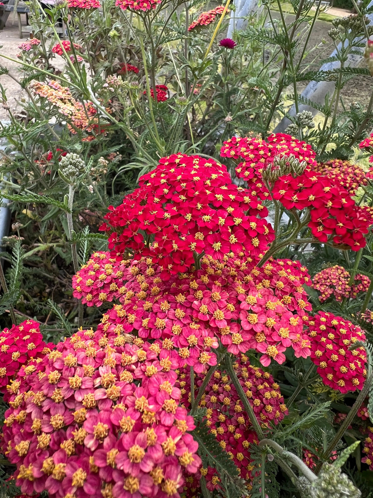 Clusters of bright red Achillea Rubra Red with fern-like foliage