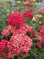 Pink and red Achillea Rubra Red growing densely by a metal fence