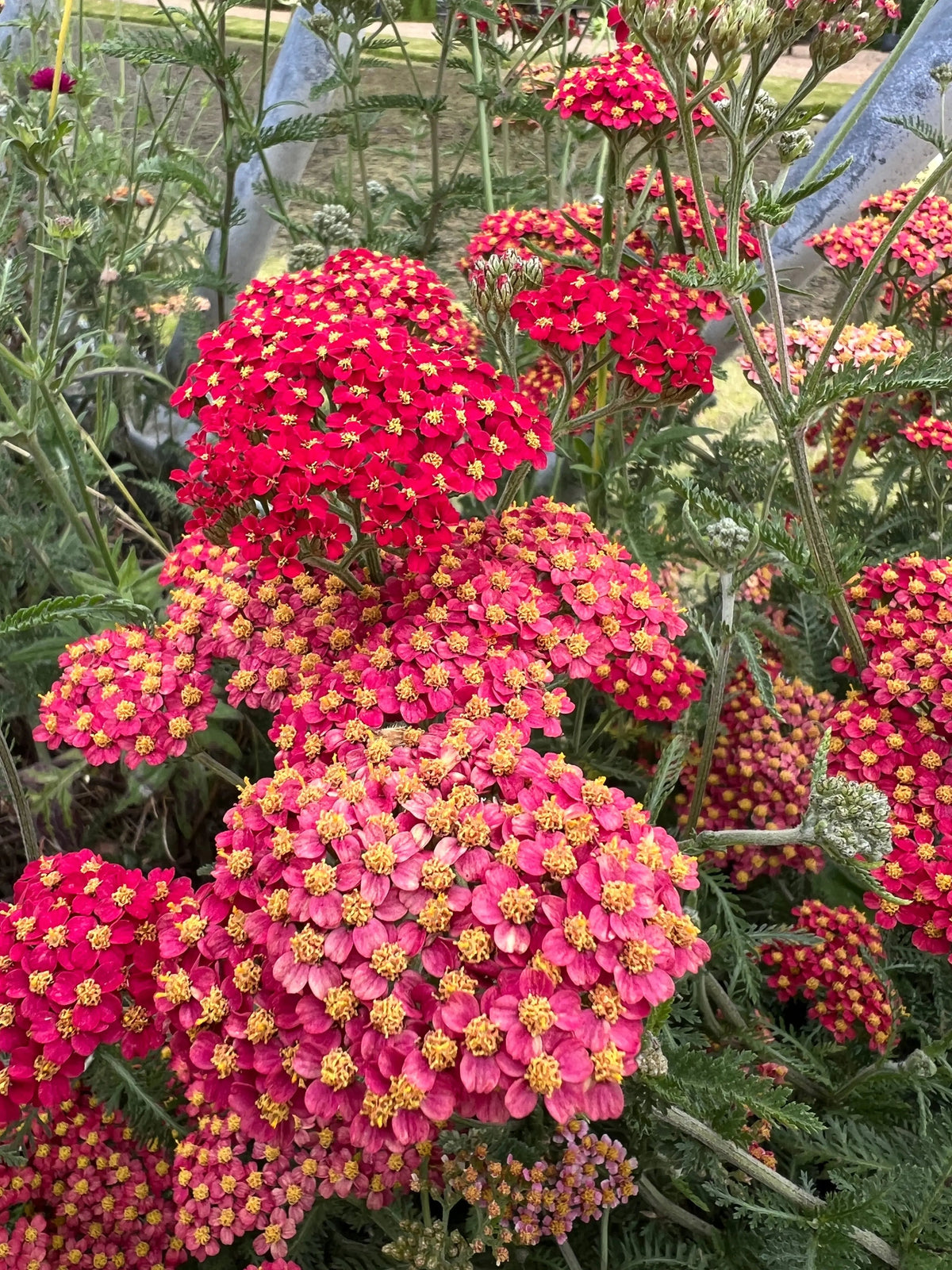 Pink and red Achillea Rubra Red growing densely by a metal fence