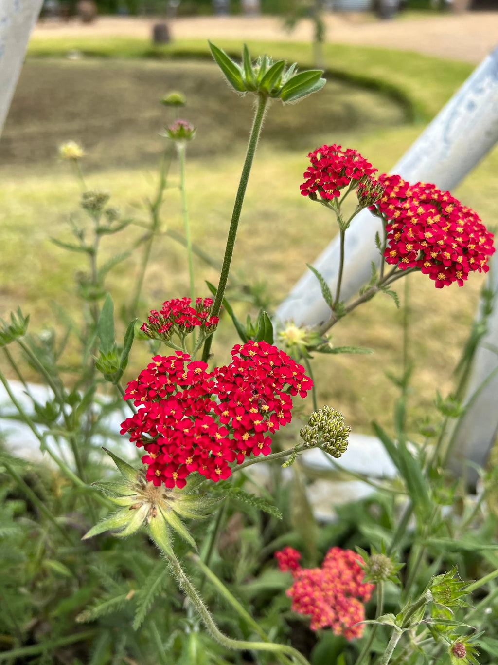 Red Achillea Rubra Red flower heads with grass and railings behind