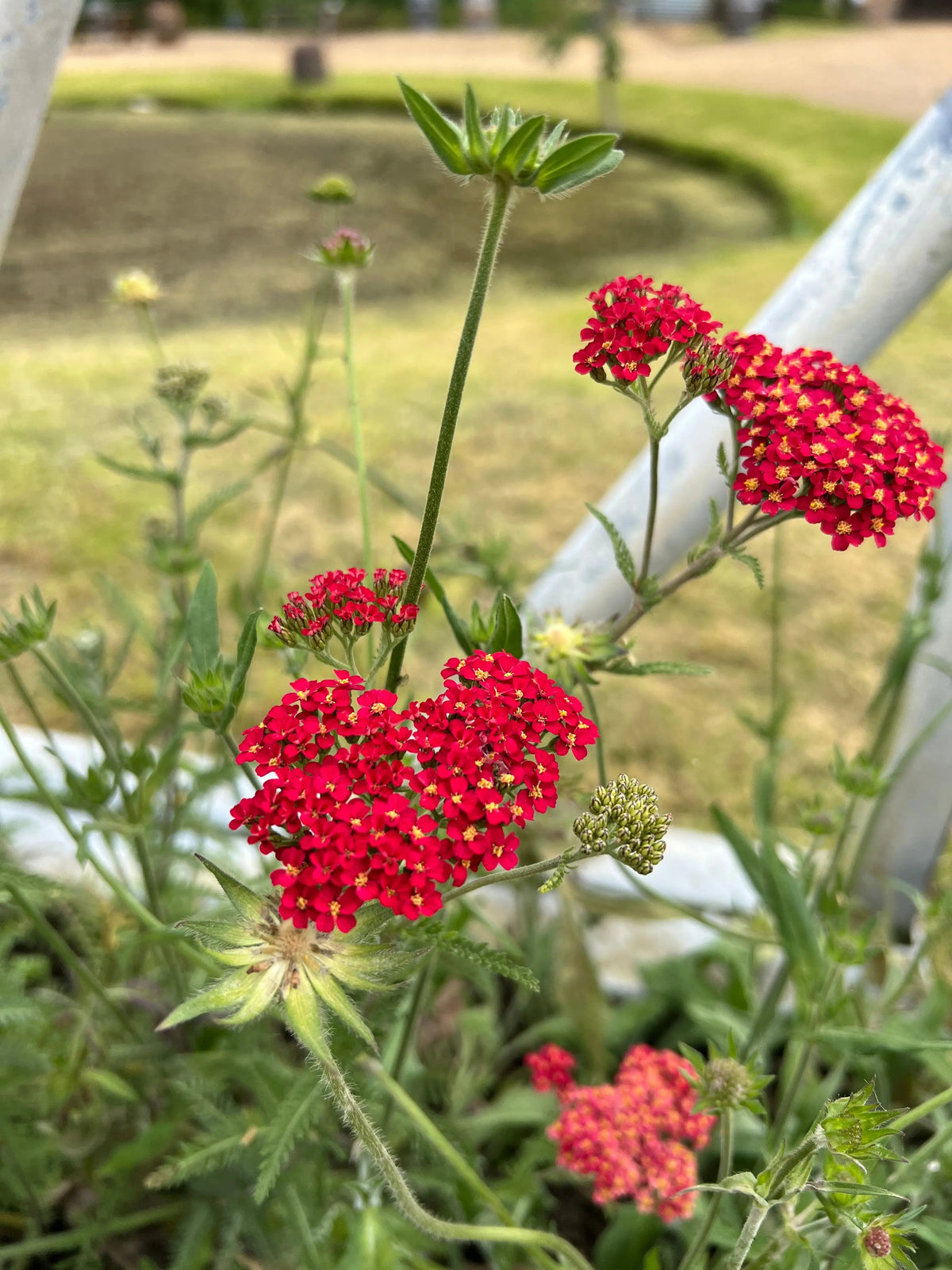 Red Achillea Rubra Red flower heads with grass and railings behind