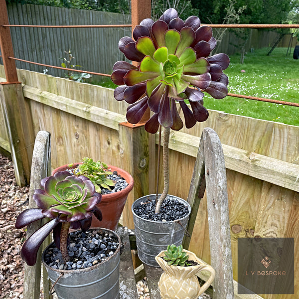 LV Bespoke handmade raw steel Aeonium plant support with 25mm ring on a stake