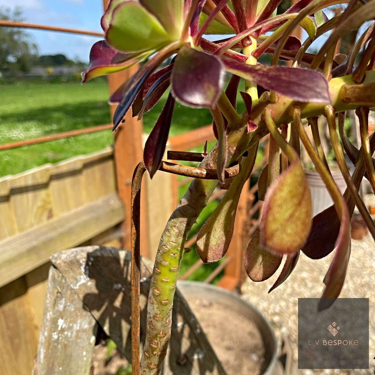 Raw steel stake with a ring supporting a tall aeonium in a pot beside a wooden fence