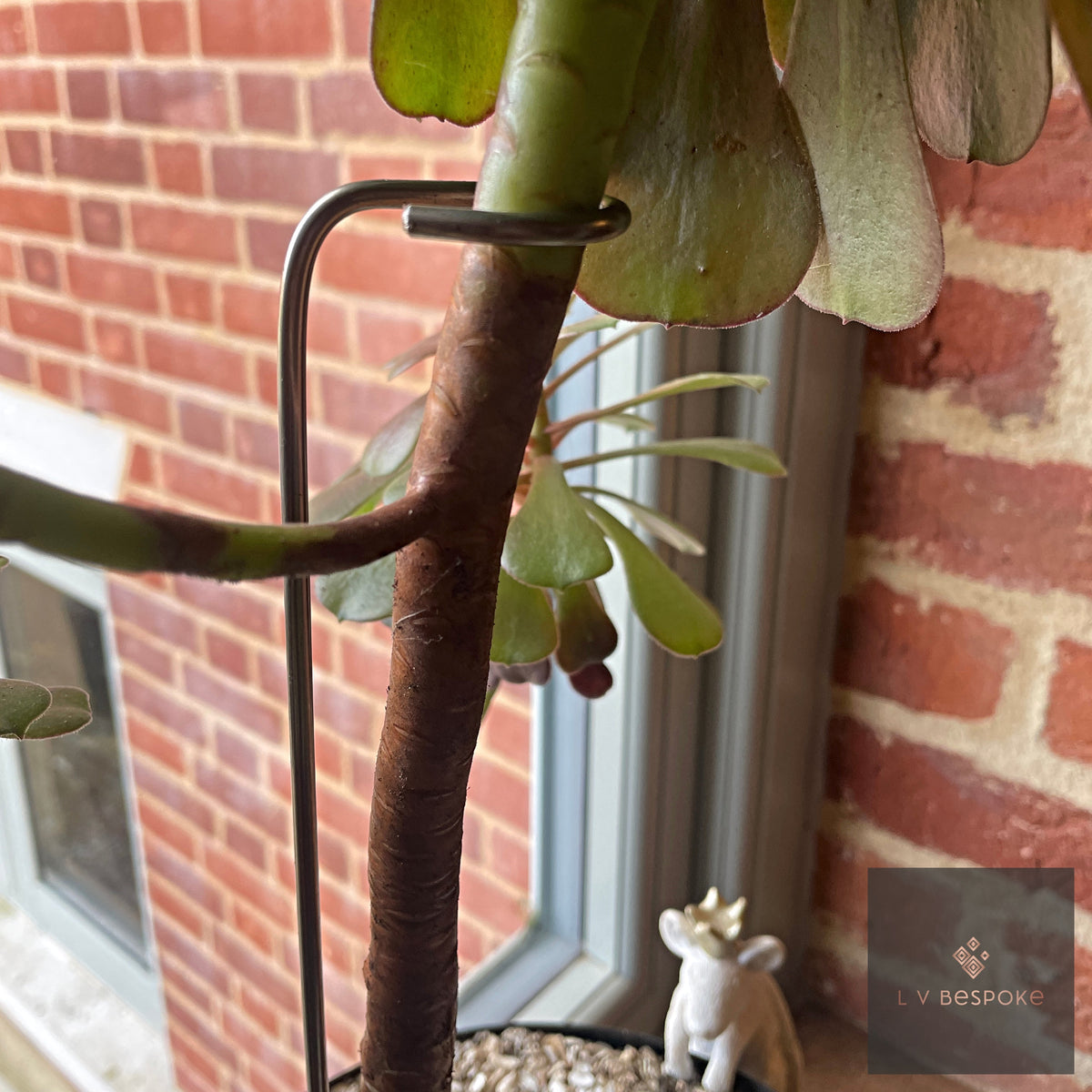 Steel stake and ring holding a leaning aeonium stem by a window