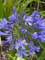 Close-up of Agapanthus Big Blue with deep blue star-shaped flowers