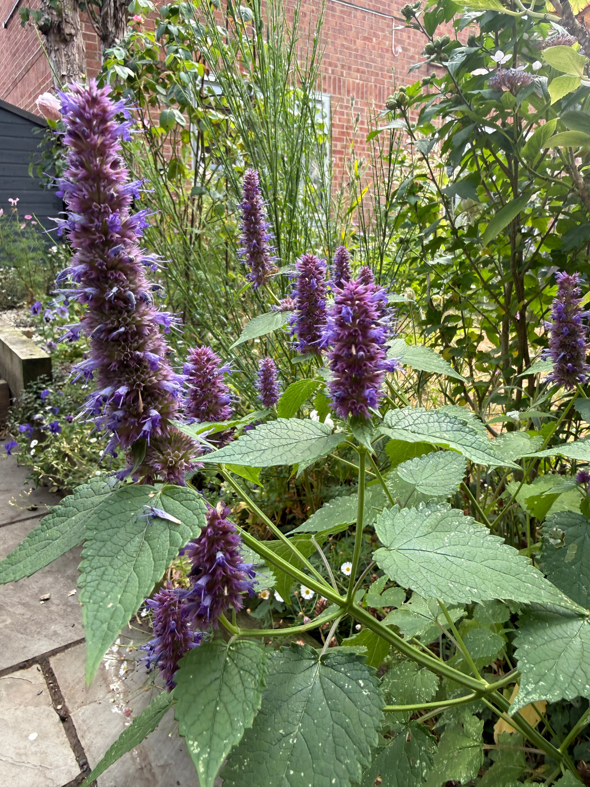 Agastache Liquorice Blue with purple flower spikes and nettle-like leaves on a patio