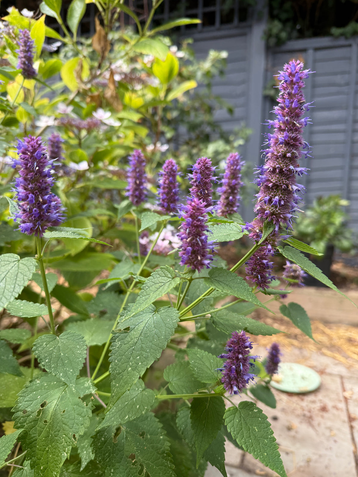 Agastache Liquorice Blue in flower beside a grey fence