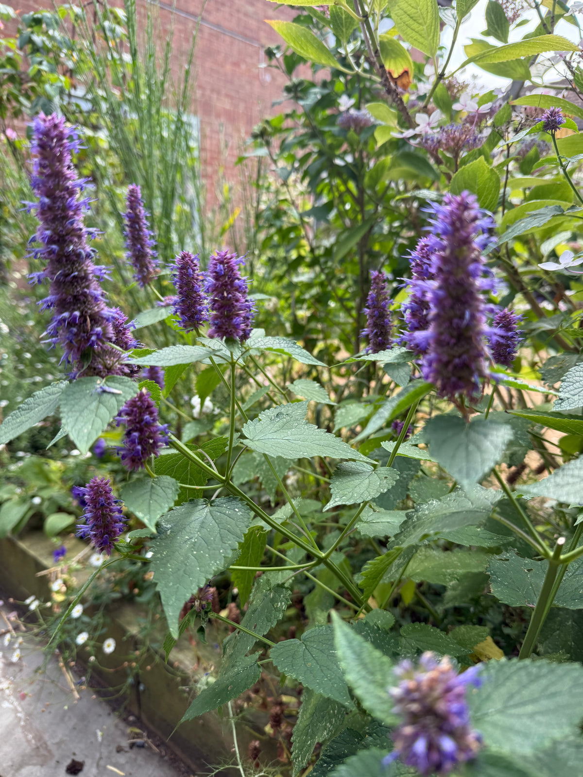 Clump of Agastache Liquorice Blue with violet spikes by a brick wall