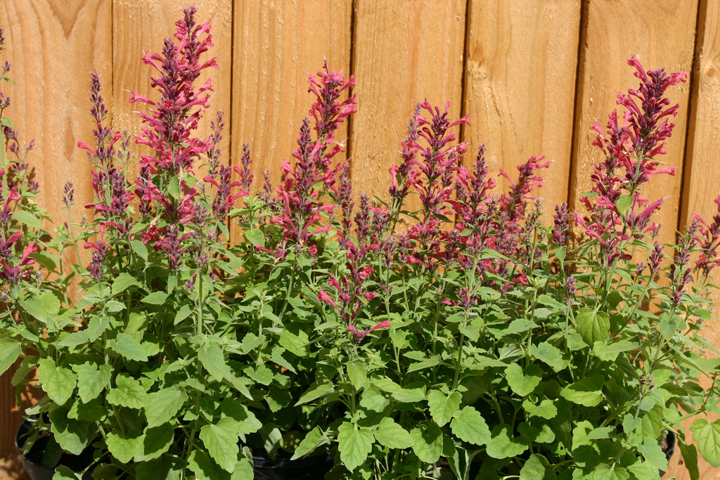 Agastache Raspberry Daiquiri plants in flower in front of a wooden fence