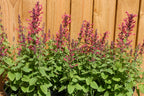 Agastache Raspberry Daiquiri plants in flower in front of a wooden fence