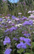 Ageratum Timeless Mix by Bishy Barnabees Cottage Garden Ltd features vibrant clusters of purple, lavender, white, and pink blooms on green stems, creating a lush, softly blurred field reminiscent of nature’s own border-radius effect.