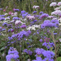 Ageratum Timeless Mix by Bishy Barnabees Cottage Garden Ltd features vibrant clusters of purple, lavender, white, and pink blooms on green stems, creating a lush, softly blurred field reminiscent of nature’s own border-radius effect.
