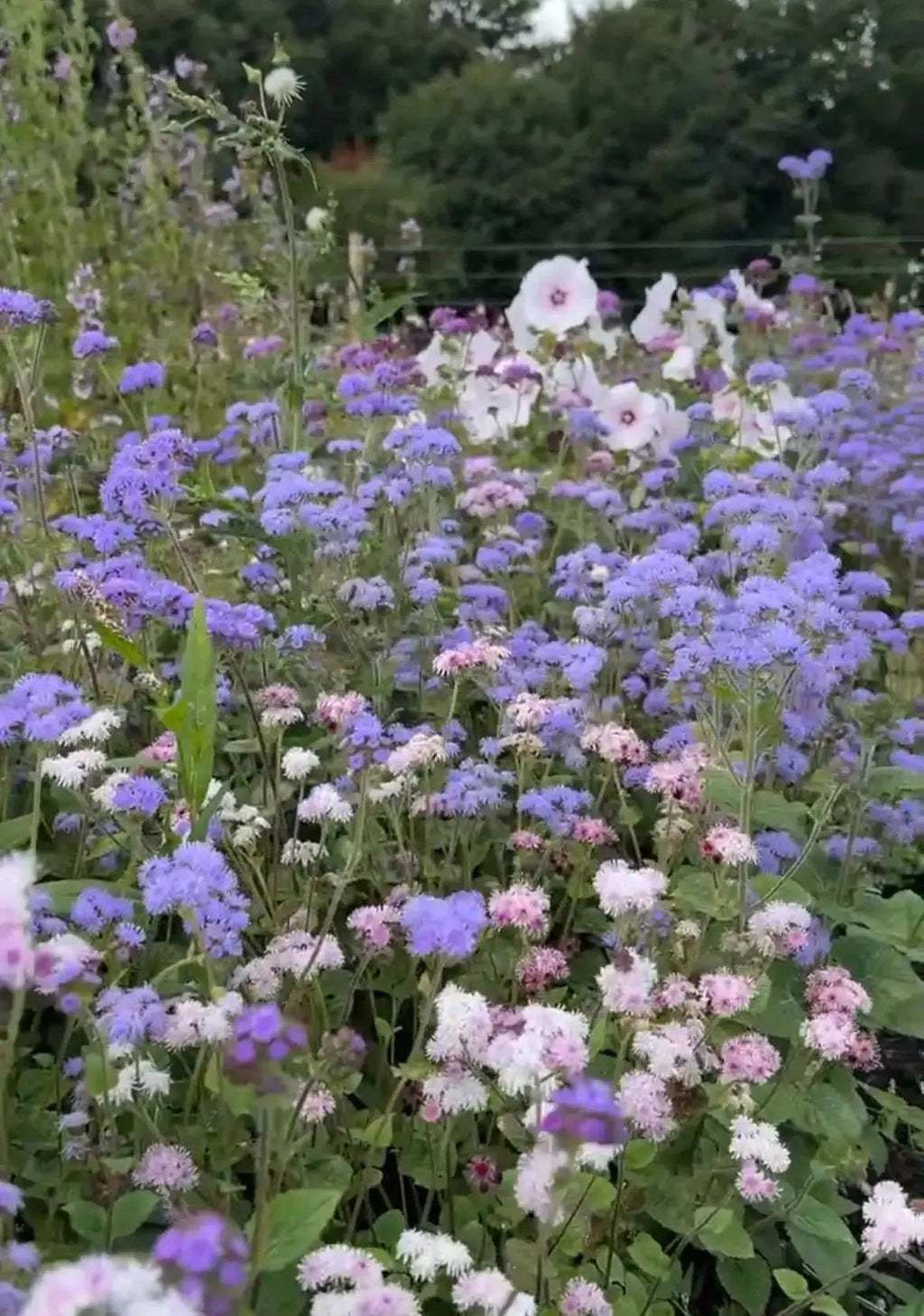 Ageratum Timeless Mix by Bishy Barnabees Cottage Garden Ltd creates a stunning backdrop with clusters of small purple and pink blooms, tall white flowers, lush green foliage, and natural tree borders for a vibrant garden scene.