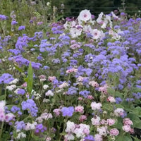 Ageratum Timeless Mix by Bishy Barnabees Cottage Garden Ltd creates a stunning backdrop with clusters of small purple and pink blooms, tall white flowers, lush green foliage, and natural tree borders for a vibrant garden scene.