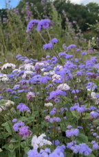 Ageratum Timeless Mix by Bishy Barnabees Cottage Garden Ltd fills the space with clusters of light purple and white blossoms on green stems, creating a vibrant border of blooming flowers set against lush greenery.