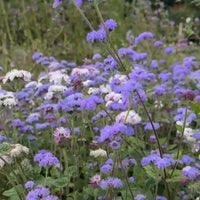 Ageratum Timeless Mix by Bishy Barnabees Cottage Garden Ltd fills the space with clusters of light purple and white blossoms on green stems, creating a vibrant border of blooming flowers set against lush greenery.