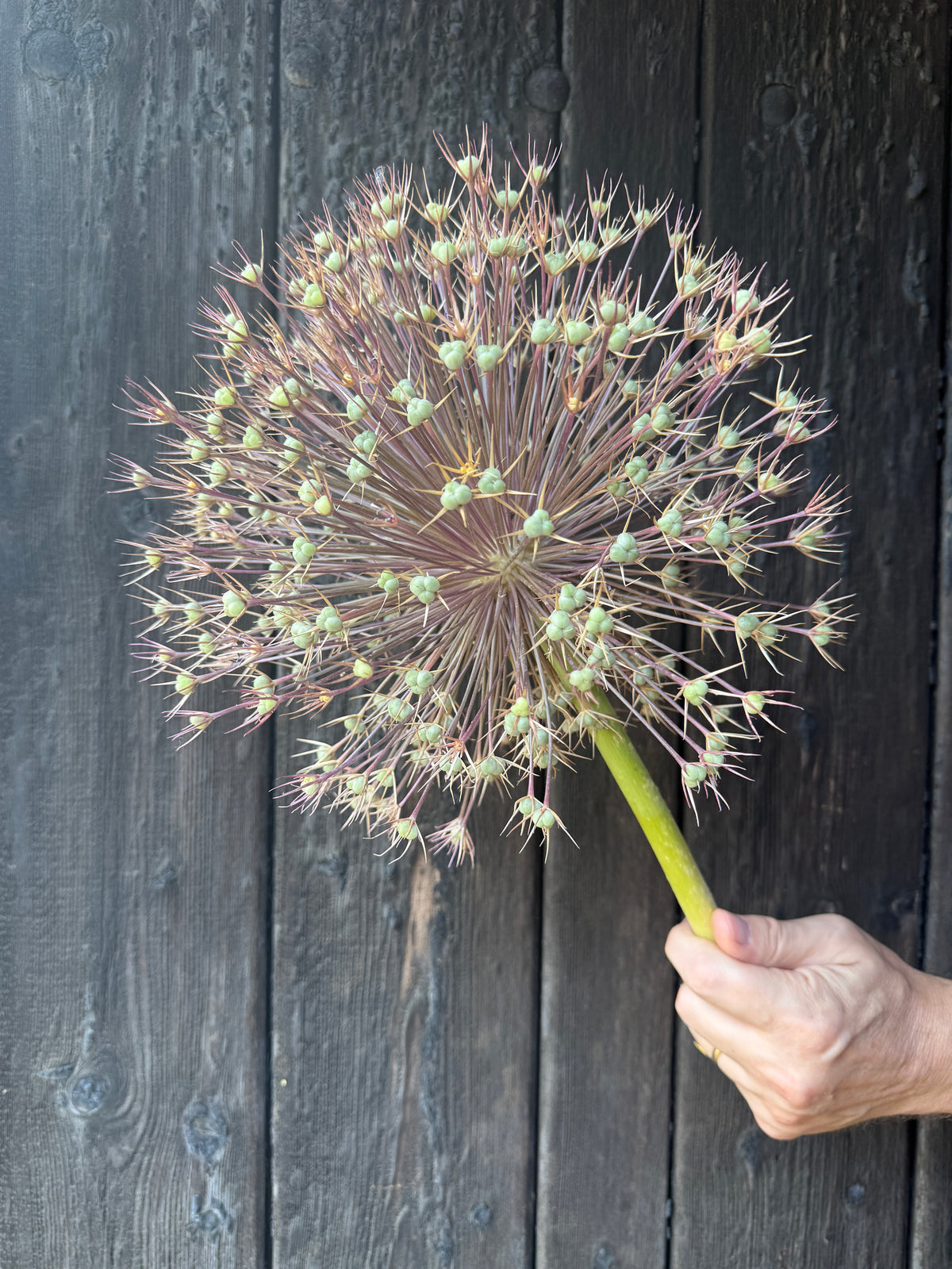 Hand holding a dried giant allium statement head on a green stem