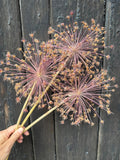 A hand holds three Alliums Dried by Bishy Barnabees Cottage Garden Ltd, showing their spiky, radiating stems against a dark wooden background.