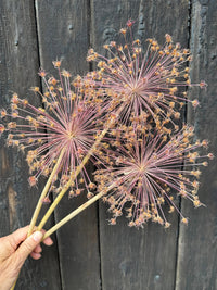 A hand holds three Alliums Dried by Bishy Barnabees Cottage Garden Ltd, showing their spiky, radiating stems against a dark wooden background.