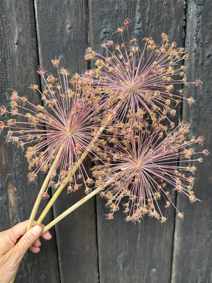 Alliums Dried - Bishy Barnabees Cottage Garden Ltd