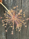 A hand displays Alliums Dried from Bishy Barnabees Cottage Garden Ltd, featuring radiating pinkish stems and tiny seed pods against weathered wood—an elegant example of architectural dried flowers.