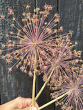 A hand holds three Alliums Dried from Bishy Barnabees Cottage Garden Ltd, featuring spiky, radiating seed heads and small blossoms, set against a dark wooden background.