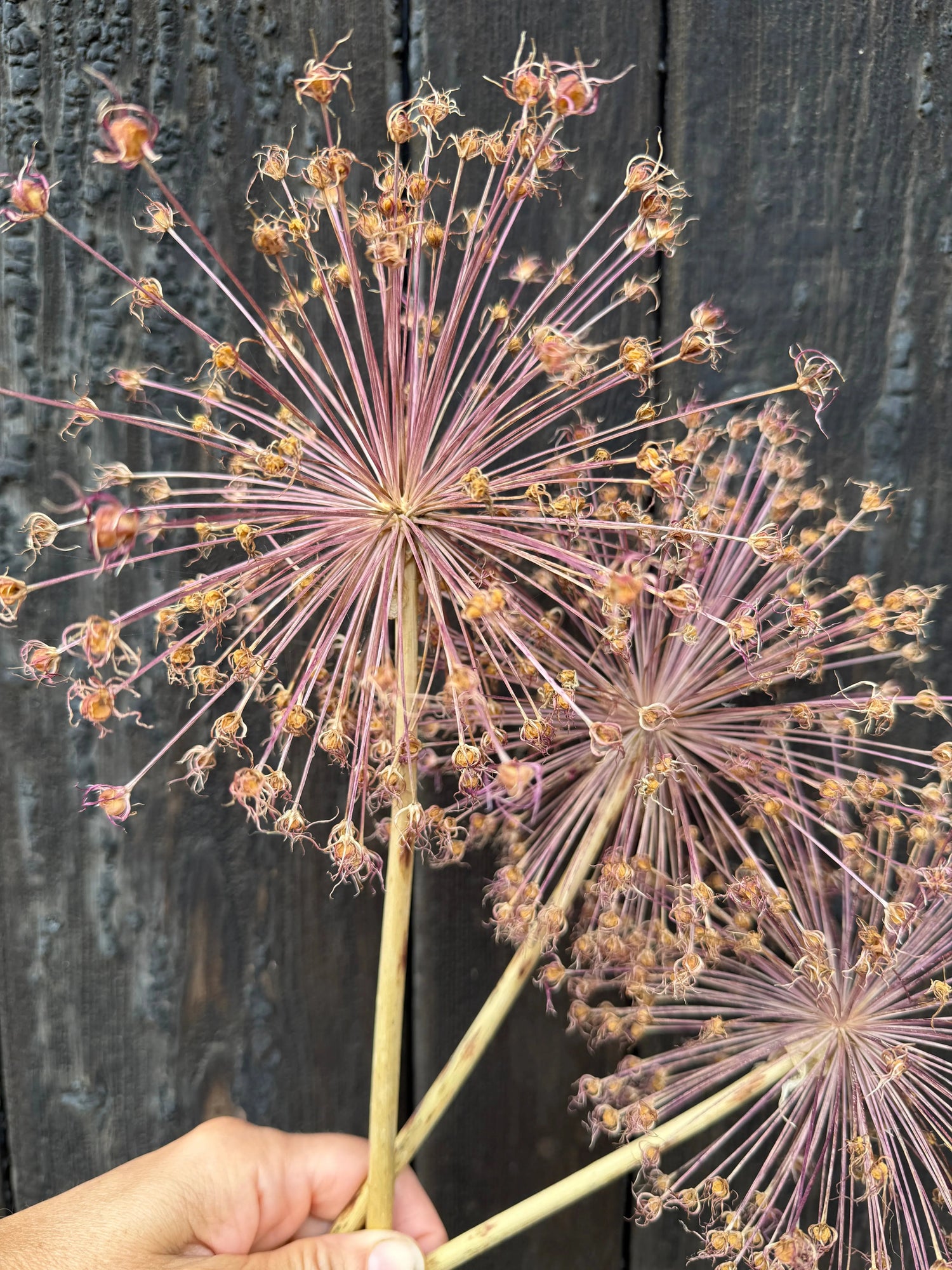 A close-up of the architectural seed head of a dried allium.