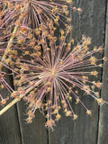 Close-up of Alliums Dried by Bishy Barnabees Cottage Garden Ltd, showing a dried allium seed head with radiating stems and pods on a dark wooden background. Muted pinks, browns, and tans highlight its subtle beauty.