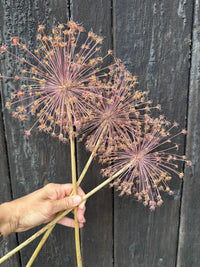 A hand holds three Alliums Dried by Bishy Barnabees Cottage Garden Ltd, showing their spherical, spiky seed heads and long stems against a dark wooden background.