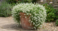 Terracotta pot overflowing with white Alyssum Carpet of Snow on a stone patio