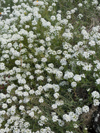 Alyssum Carpet of Snow (Lobularia maritima) – dense mat of tiny white flowers