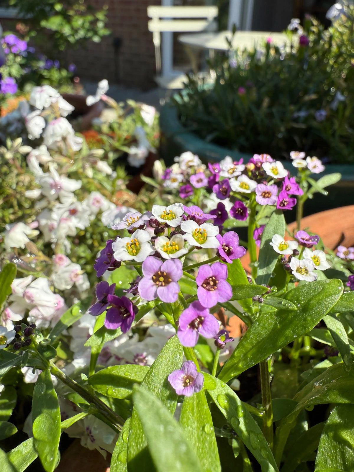 Purple and white Alyssum Royal Carpet in sunlight among potted plants