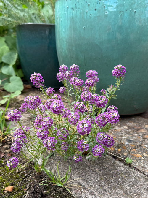 Alyssum Royal Carpet