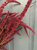 Amaranthus Dried by Bishy Barnabees Cottage Garden Ltd features deep red, feathery plumes that gracefully cascade against a textured gray wooden wall.
