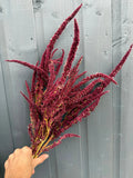 A hand displays Bishy Barnabees Cottage Garden Ltd's Amaranthus Dried, with deep red cascading blooms creating a striking effect against a gray wooden fence.