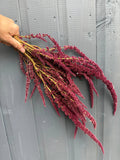 A hand holds Bishy Barnabees Cottage Garden Ltd's Amaranthus Dried, with cascading stems, displayed against a light gray wooden wall.
