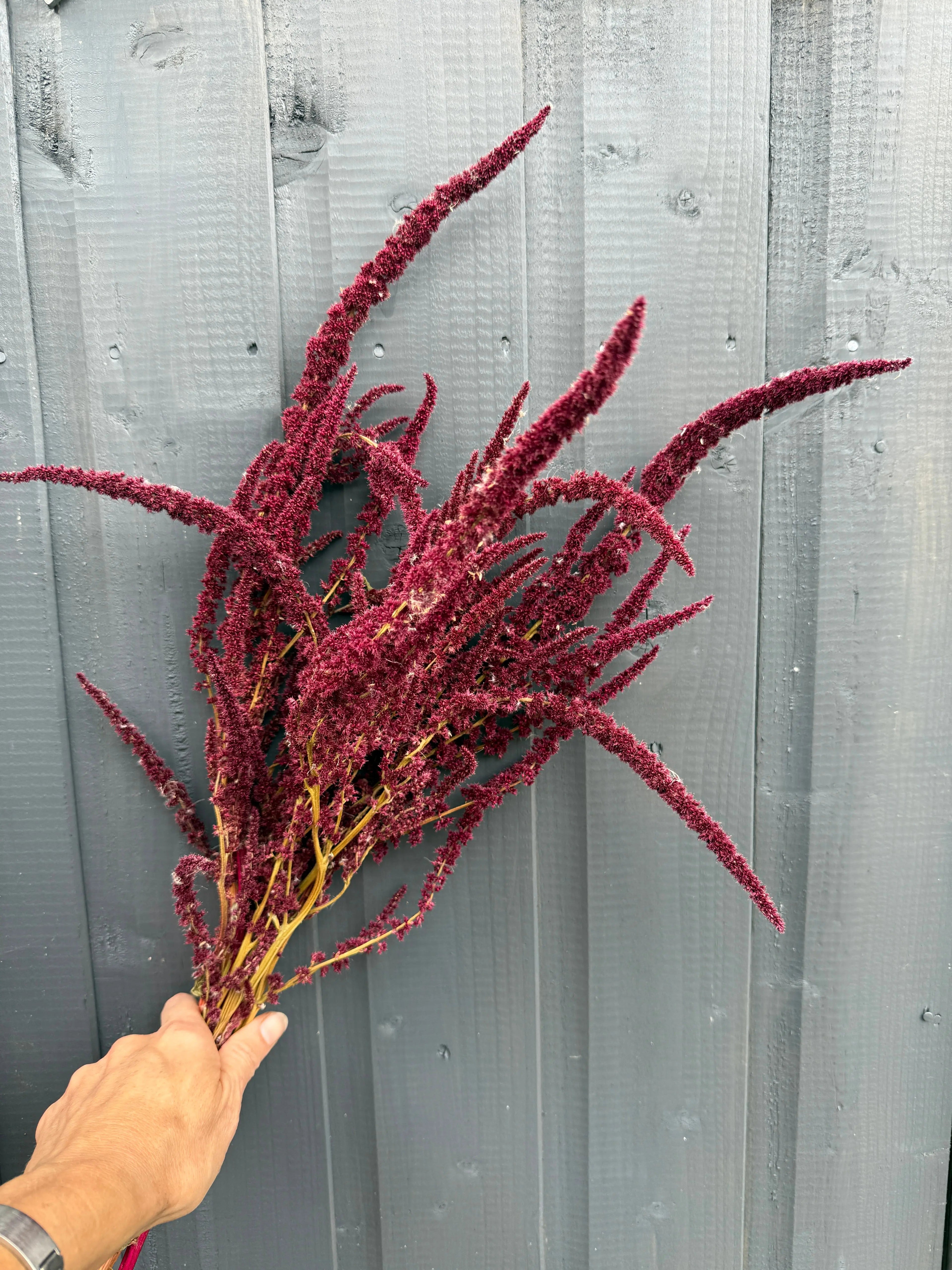Bouquet of red amaranth held against a gray wooden fence