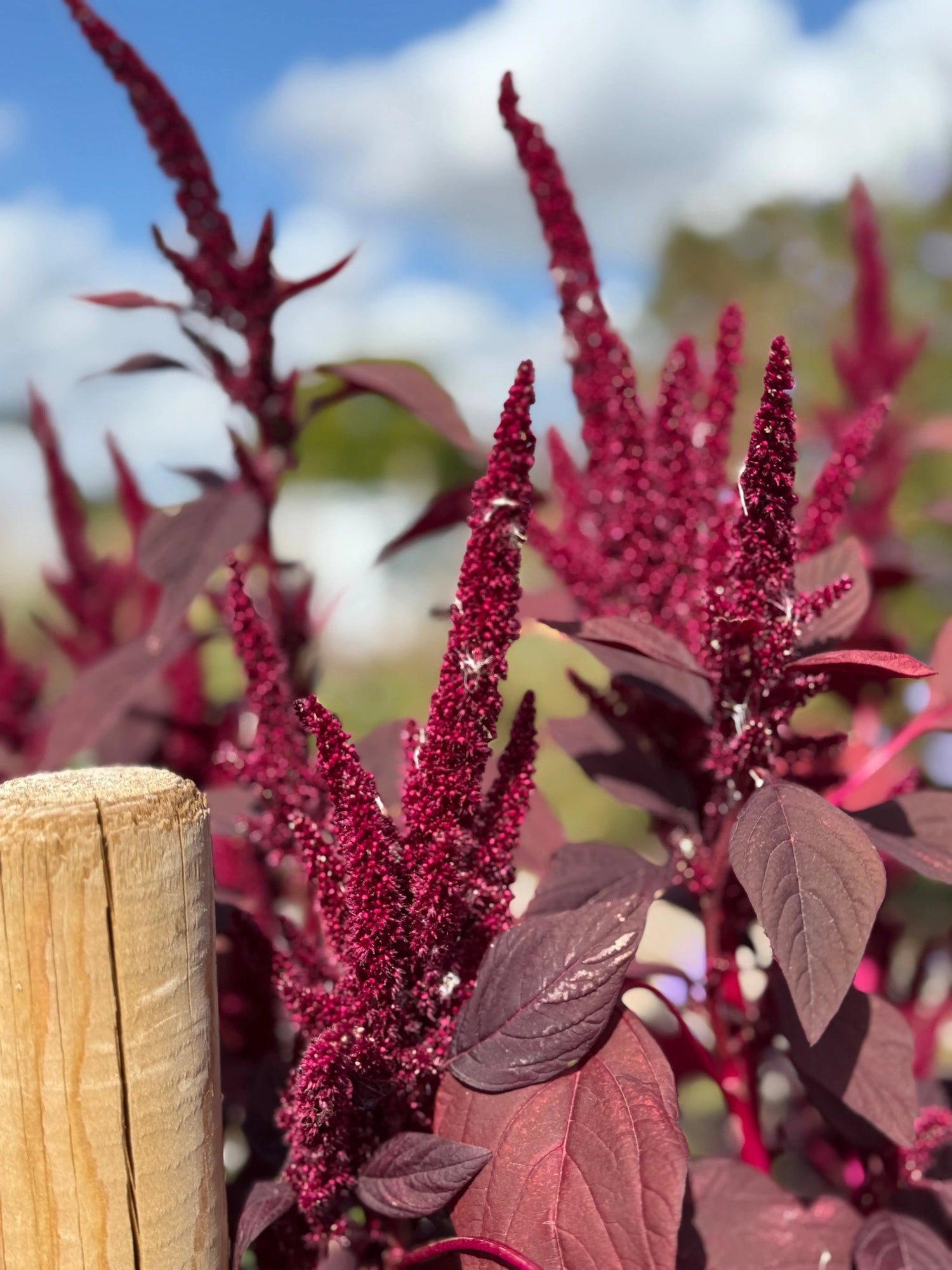 Red amaranth plants with a blurred natural background