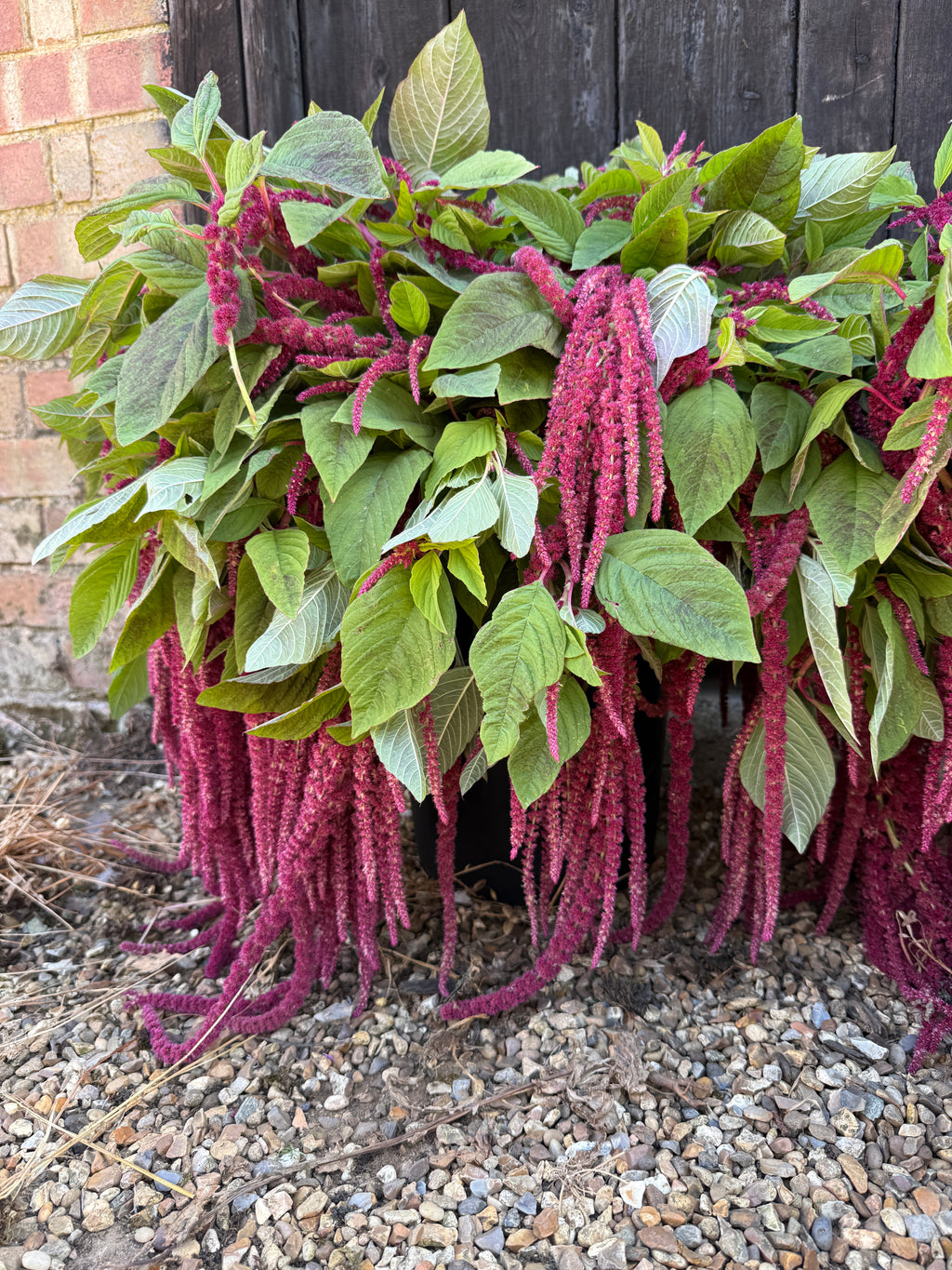 Row of Love-Lies-Bleeding plants with trailing red tassels by a wooden fence