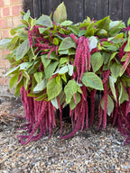 Row of Love-Lies-Bleeding plants with trailing red tassels by a wooden fence