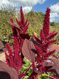 Amaranthus Red (Love-Lies-Bleeding) from Bishy Barnabees Cottage Garden Ltd features tall, vibrant red flowers and large reddish leaves that pop against a green background under a blue sky with scattered clouds.