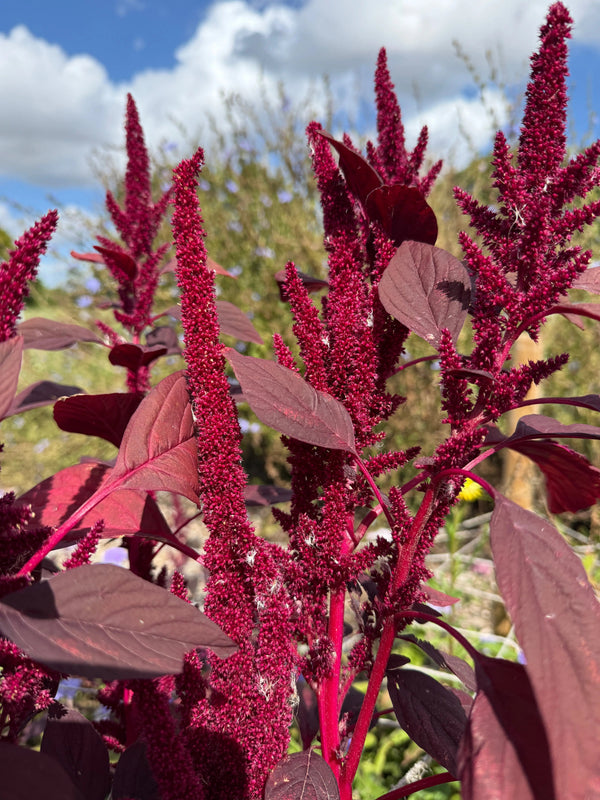 Amaranthus Red (Love-Lies-Bleeding) from Bishy Barnabees Cottage Garden Ltd features tall, vibrant plants with spiky red flower clusters and broad reddish leaves, perfect for adding bold color to your garden border.