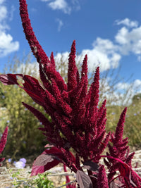 An Amaranthus Red (Love-Lies-Bleeding) by Bishy Barnabees Cottage Garden Ltd stands tall in vivid red against a blue sky with white clouds, naturally bordered by soft green background foliage.